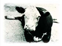 downed cow